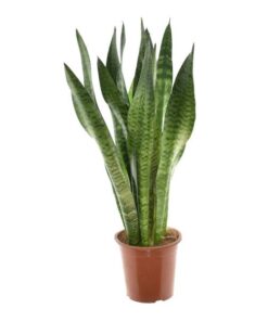 Sansevieria Zeylanica – Ø17cm – ↕75cm