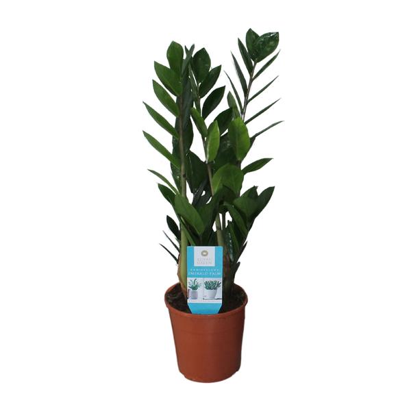 Zamioculcas Zamiifolia – Ø14cm – ↕55cm