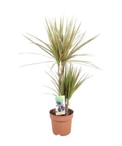 Dracaena Bicolor – Ø17cm – ↕80cm