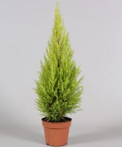 Cupressus Goldcrest Wilma – Ø14cm – ↕65cm