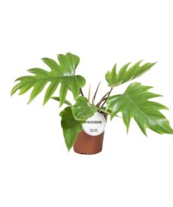 Philodendron Mayoi – Ø15cm – ↕35cm