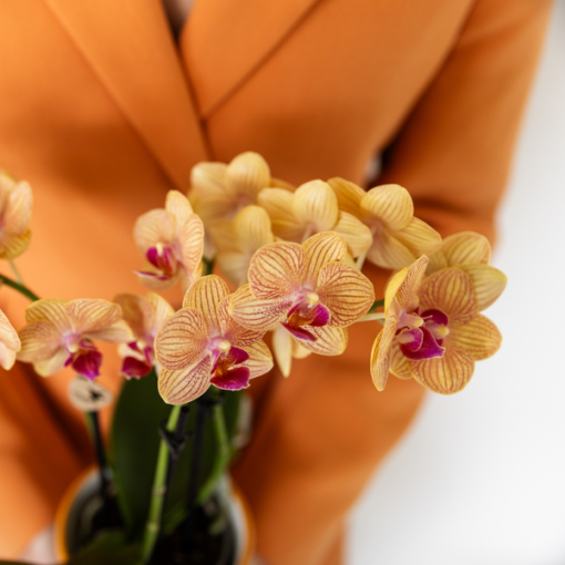 Kolibri Orchids | Orange Phalaenopsis Orchidee - Bolzano + Painted Stripe Topf Orange - Topfgröße Ø9 cm | Blühende Zimmerpflanze - Frisch vom Züchter – Bild 4