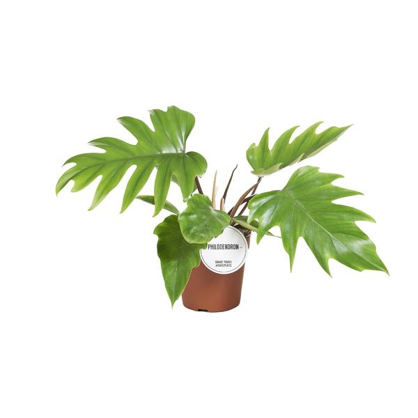 Philodendron Mayoi – Ø15cm – ↕35cm