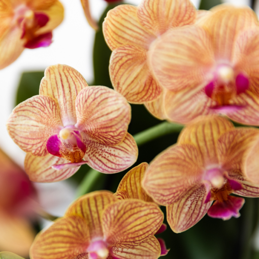 Kolibri Orchids | Orange Phalaenopsis Orchidee - Bolzano + Painted Stripe Topf Orange - Topfgröße Ø9 cm | Blühende Zimmerpflanze - Frisch vom Züchter – Bild 5