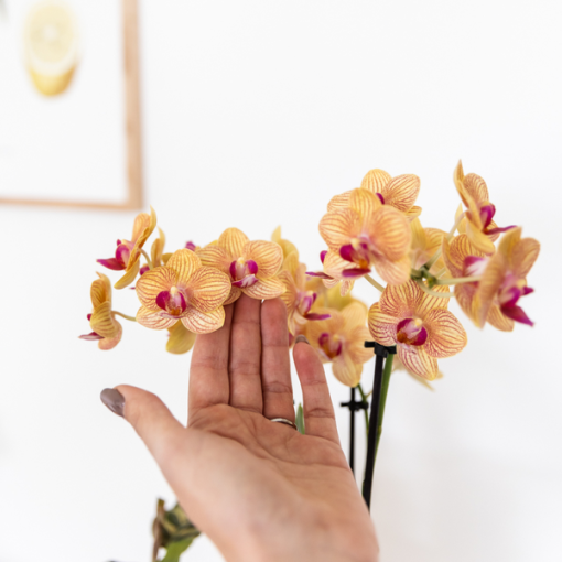 Kolibri Orchids | Orange Phalaenopsis Orchidee - Bolzano + Painted Stripe Topf Orange - Topfgröße Ø9 cm | Blühende Zimmerpflanze - Frisch vom Züchter – Bild 6