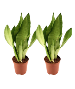 *AKTION JULI* Sansevieria Moonshine – 2 Stücke – Ø12cm – ↕35cm