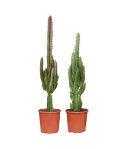 *AKTION JULI* Euphorbia Grün / Rot – 2 Stücke – Ø17 cm – ↕75 cm