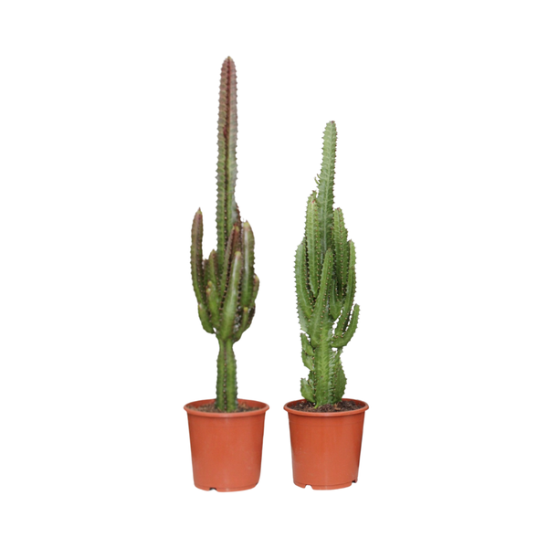 *AKTION JULI* Euphorbia Grün / Rot – 2 Stücke – Ø17 cm – ↕75 cm