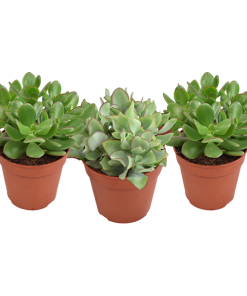 *AKTION JULI* Crassula Gemischt – 3 Stücke – Ø12 cm – ↕20 cm