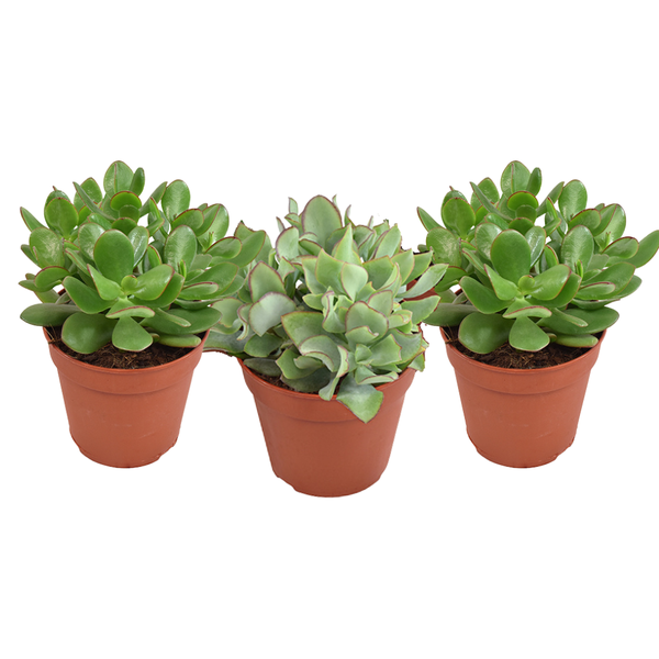 *AKTION JULI* Crassula Gemischt – 3 Stücke – Ø12 cm – ↕20 cm