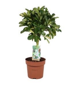 Schefflera Gold Capella – Ø17cm – ↕60cm