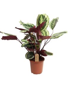 Calathea Marion – Ø21cm – ↕55cm