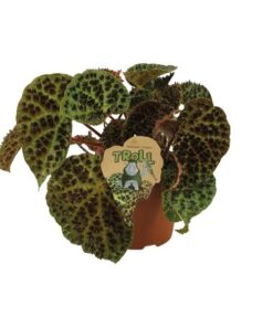 Begonia Rex Ferox – Ø17cm – ↕30cm