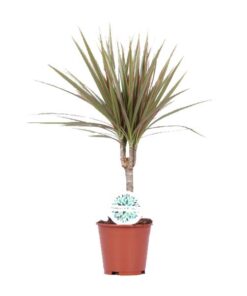 Dracaena Bicolor – Ø14cm – ↕55cm