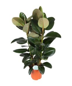 Ficus Elastica Robusta – Ø27cm – ↕115cm