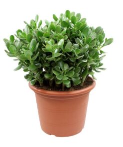 Crassula Ovata – Ø30cm – ↕50cm