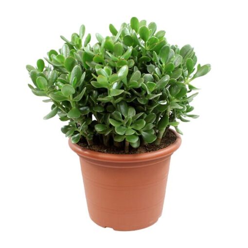 Crassula Ovata - Ø30cm - ↕50cm