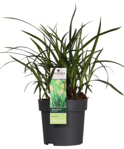 Carex morrowii Irish Green – Ø14 – ↨30cm