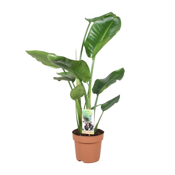 Strelitzia Nicolai – Ø17cm – ↕60cm