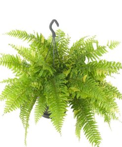 Nephrolepis Tiger Fern – Ø20cm – ↕60cm