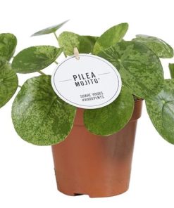 Pilea Mojito – Ø13cm – ↕20cm