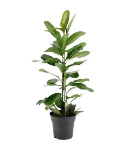 Ficus Microcarpa Smile® – Ø17cm – ↕70cm