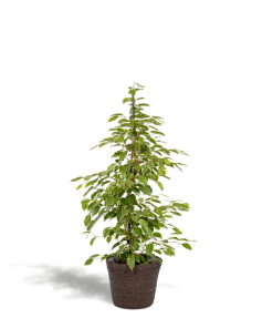 Ficus benjamina Goldenking – Ø21 cm – ↕95 cm + Korb Igmar