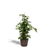 Ficus benjamina Danielle – Ø21 cm – ↕95 cm + Korb Igmar