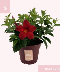 Mandevilla ‚Zomerville‘ Struik Rood – Ø14cm – ↕30cm