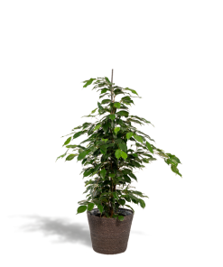 Ficus benjamina Danielle – Ø21 cm – ↕95 cm + Korb Igmar