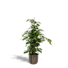 Ficus benjamina Danielle – Ø21cm – ↕95cm + Topf Mayk Lead