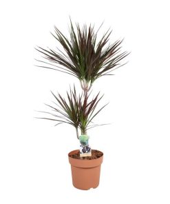 Dracaena Magenta 45-15 – Ø21cm – ↕90cm