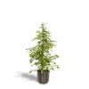 Ficus benjamina Goldenking – Ø21cm – ↕95cm + Topf Mayk Lead