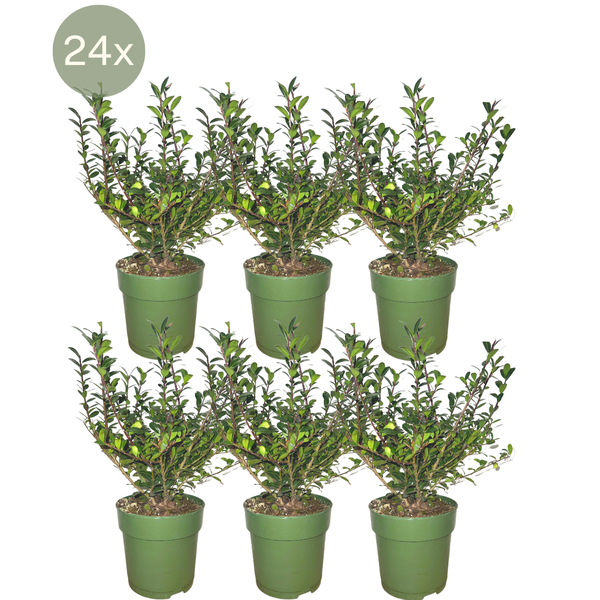 Plants by Frank – 1 Meter Stechpalmen Hecke – Ilex crenata ‚Jenny’® – Pflanzenset mit 6 winterharten Heckenpflanzen – Immergrüne Hecke – Direkt von der Gärtnerei geliefert