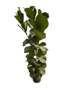 Ficus Lyrata struik – 170 cm – Ø30