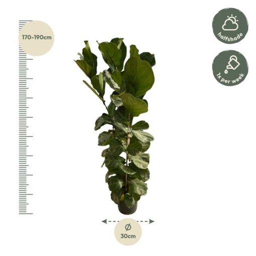 Ficus Lyrata struik - 170 cm - Ø30 – Bild 2