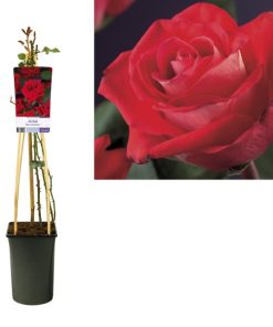 Rosa ‚Red Climber‘ +light Label