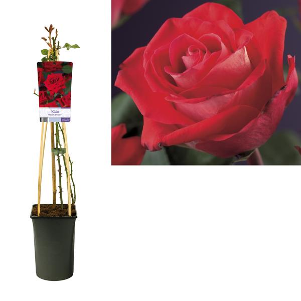 Rosa ‚Red Climber‘ +light Label