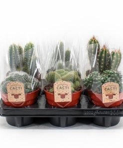 Cactus Mix P12 – 6 stuks – Ø12cm – ↕20cm