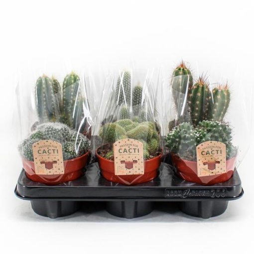 Cactus Mix P12 - 6 stuks - Ø12cm - ↕20cm