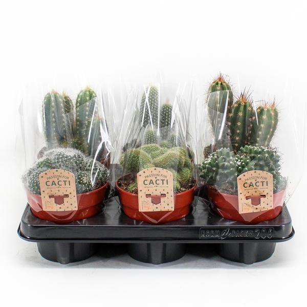 Cactus Mix P12 – 6 stuks – Ø12cm – ↕20cm