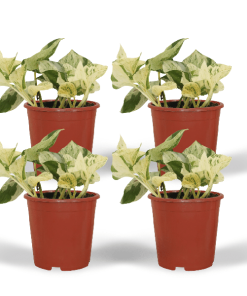 4x Epipremnum Happy Leaf – Scindapsus – Efeutute – ↕15 cm – Ø12 cm