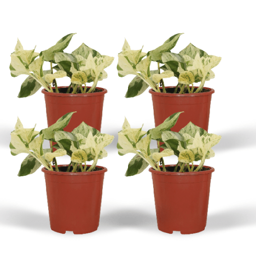 4x Epipremnum Happy Leaf - Scindapsus - Efeutute - ↕15 cm - Ø12 cm