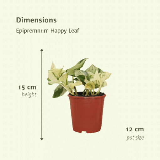 4x Epipremnum Happy Leaf - Scindapsus - Efeutute - ↕15 cm - Ø12 cm – Bild 4