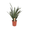 Sansevieria Diamond Green – Schwiegermutterzunge – Ø14 cm – ↕40 cm