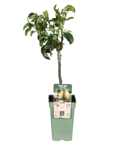 Birnenbaum – Pyrus Communis Conference – Ø19 cm – ↕60 cm