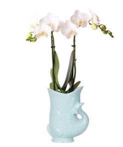 Kolibri Orchids | weiße Phalaenopsis Orchidee – Amabilis + Fischtopf türkis – Topfgröße Ø9cm | blühende Zimmerpflanze – frisch vom Züchter