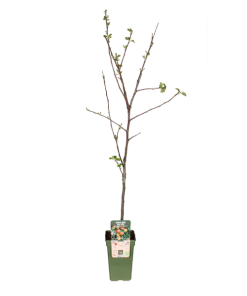 Apfelbaum – Malus Domestica Jonagold – Ø19 cm ↕60 cm