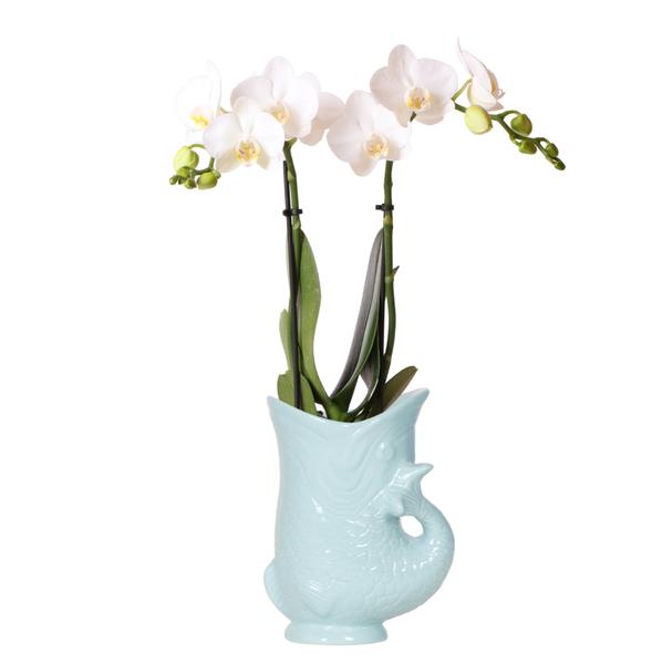 Kolibri Orchids | weiße Phalaenopsis Orchidee – Amabilis + Fischtopf türkis – Topfgröße Ø9cm | blühende Zimmerpflanze – frisch vom Züchter