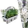 6 pack Lavendel angustifolia white – Lavendel angustifolia weiß – 6 x Ø7 cm – ↕15 cm